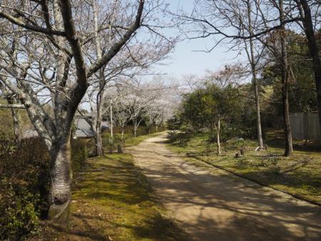 さくら道