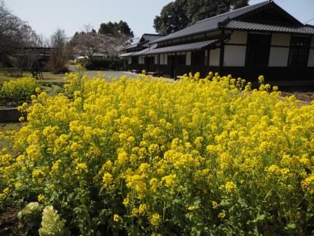 菜の花