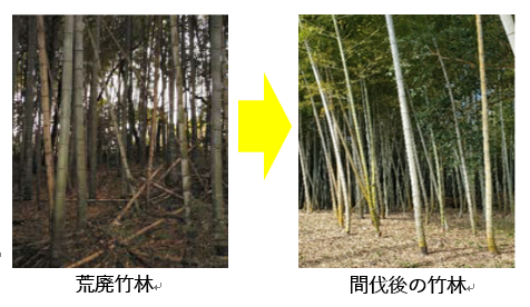 荒廃竹林