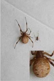 ハイイロゴケグモ　裏面